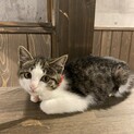 【7/26⭐️堺東にて里親会】参加猫るるちゃん