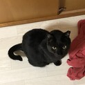 里親さんが決まりましたありがとうございます。