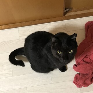 里親さんが決まりましたありがとうございます。