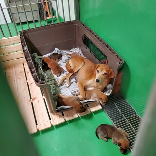 母子で収容 中型犬のワンコ