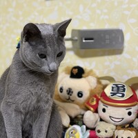 シエル