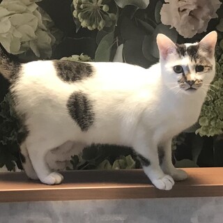 一緒に寝てくれます。たまに構ってアピール。