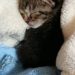 「オリバーちゃんは、幸運の天使なんです(*´ω｀*)」サムネイル1