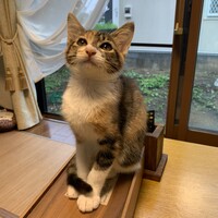 チロ