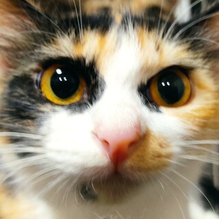 長毛ミケ姉妹、クルミちゃん♀