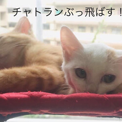 ユイちゃんのチャトランぶっ飛ばす日記。