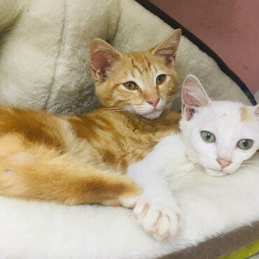 ユイちゃんの写真