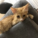 おてんばなかわいい子猫ちゃん