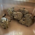デグーの里親様を探しております。