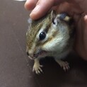 里親決定いたしました！ありがとうございました