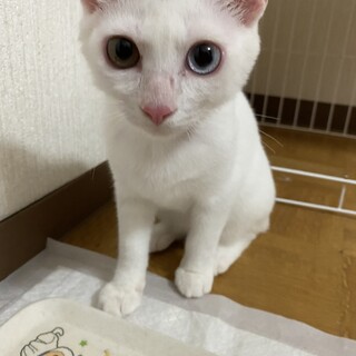 オッドアイのモヒカン風男子☆ヒートくん