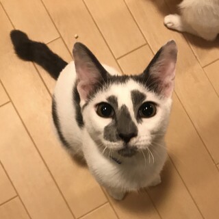 交渉中につき一時募集停止。