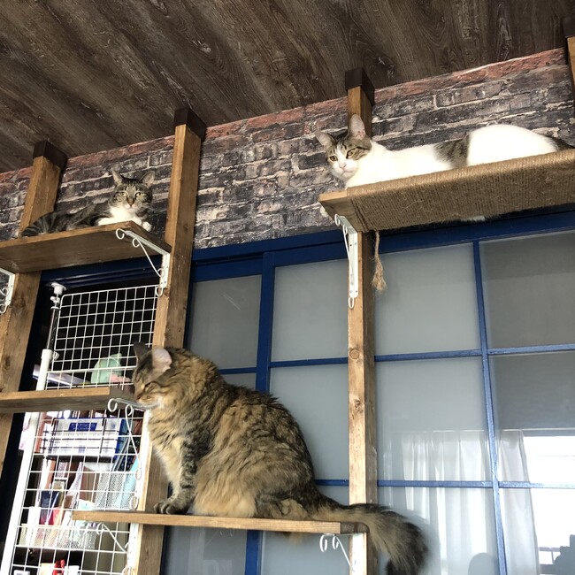 さくぱいあのカバー写真