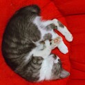 大切な家族として迎えてほしいちびすけです