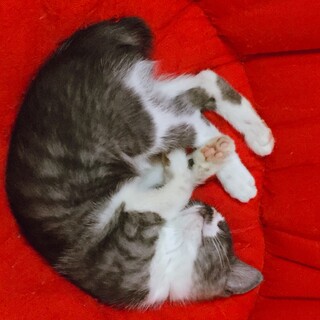 大切な家族として迎えてほしいちびすけです