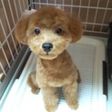 生後5ヵ月大人しくて人懐っこいトイプードル♀