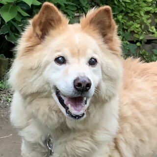 老犬ですが宜しくお願い致します。