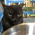 収容期間超過ブラックスモーク成猫
