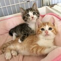 ホームとステイ（里親決定ありがとうございました）