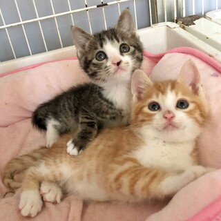 ホームとステイ（里親決定ありがとうございました）