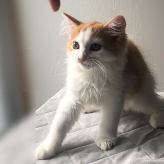 【7/29家族決定】兵庫県・ミエルさん★陽気な女子