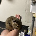 雄のデグー 5／8生まれ　