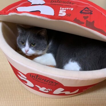 の写真