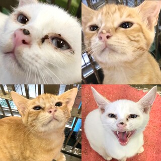 茶トラくんとブルーアイの白くん２兄弟