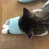 はなだナス