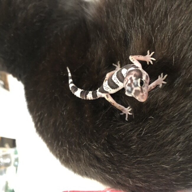 はなだナスのカバー写真