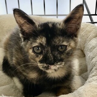 生後1ヶ月程度のかわいい女の子