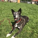 しつけ済み・大型mix犬