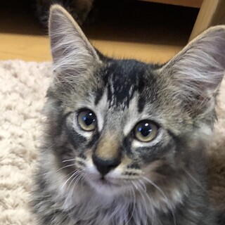 ふわっふわのふわちゃん♡2ヶ月の女の子。