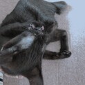 黒猫♂子猫、3-4ヶ月