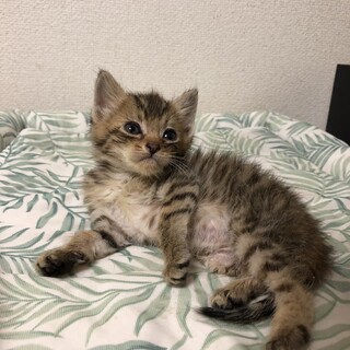 ありがとうございました★ちいさなキジ虎いちごちゃん