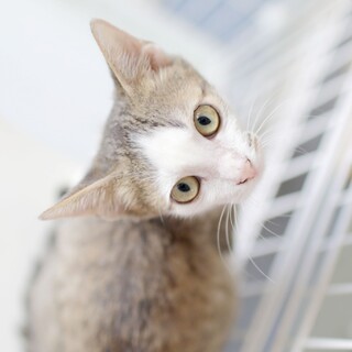 【とってもフレンドリー】キジ白子猫のハッピーくん