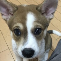 ライアン