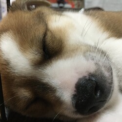 家族が出来ました