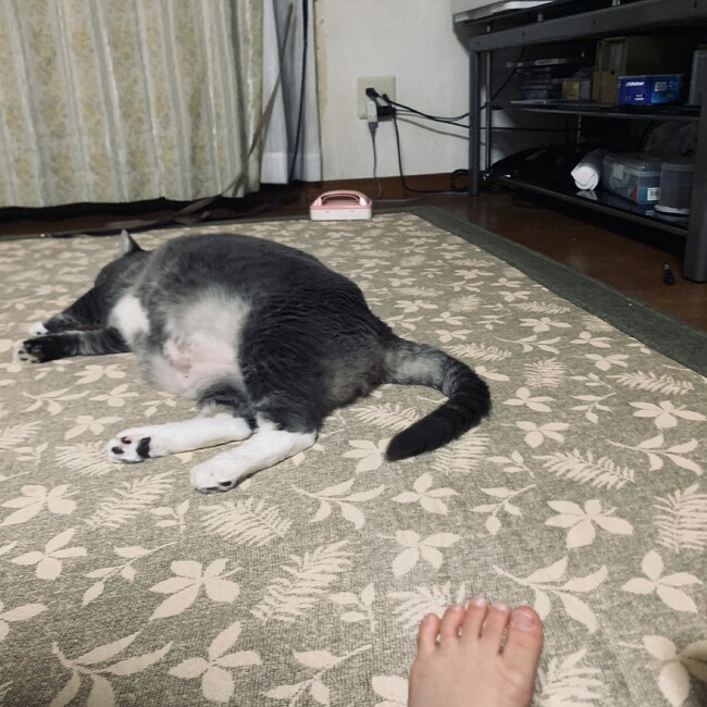 柚樹菜のカバー写真