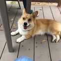 コーギー　一歳　オス