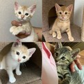 人懐っこい4兄弟