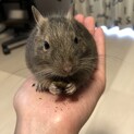 デグー(ブルー)の男の子です。