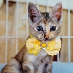 ポチたま会主催　犬猫譲渡会 サムネイル1