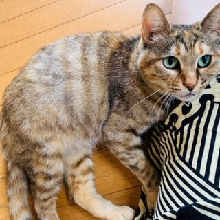 ツンデレ姫チャコちゃん