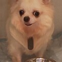 チワワ♀ののちゃん５歳