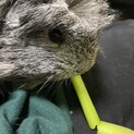 元気なモルモットのグレイくん (代理)