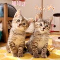 ベタ慣れ！双子子猫ウェンディ&リリィ