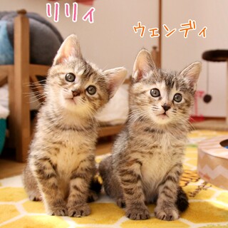 ベタ慣れ！双子子猫ウェンディ&リリィ