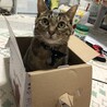 きなこ