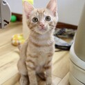 元気いっぱい、茶トラボーイサンジ君